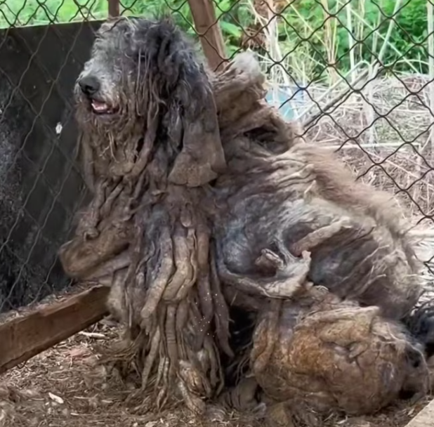 T2401009,Lost and hopeless before now safe and cherished where it belongs 💔 #animalrescue #hope