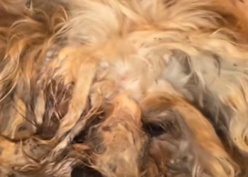 T2401010,Once forgotten by the world today remembered and loved 😢 #animalrescue #kindness