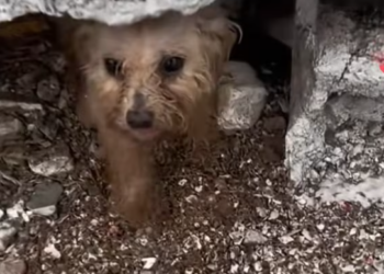 T0301026 A life fading quietly on the roadside.