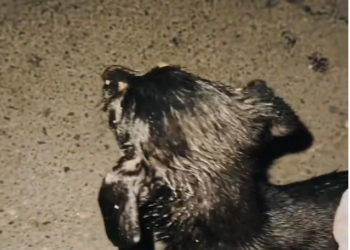 T2401011,Found abandoned in the trash cold and scared this tiny life still held on to hope 💔 #dogrescue #animalrescue