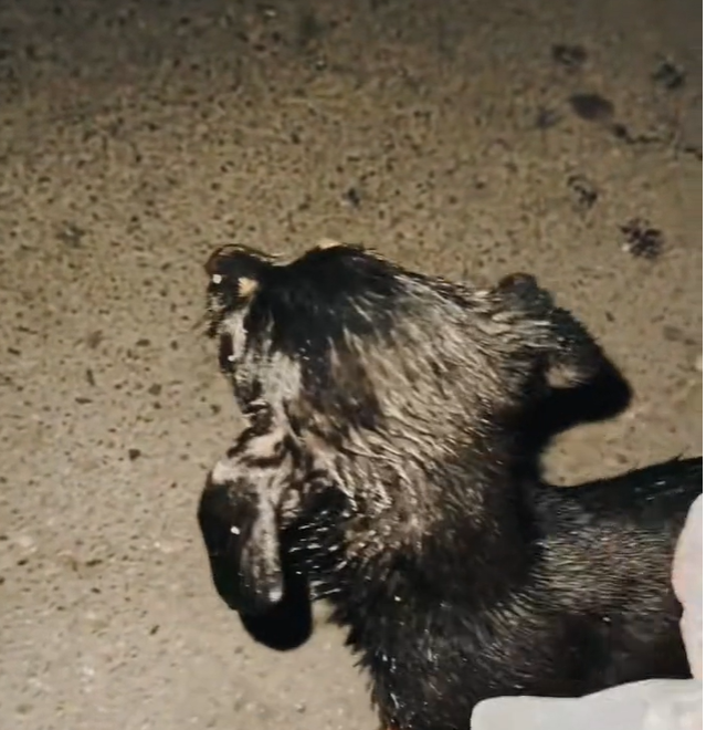 T2401011,Found abandoned in the trash cold and scared this tiny life still held on to hope 💔 #dogrescue #animalrescue