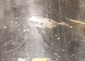 T2401013,Trapped beneath the ice struggling for breath help arrived just in time 💔 #animalrescue #wildlife