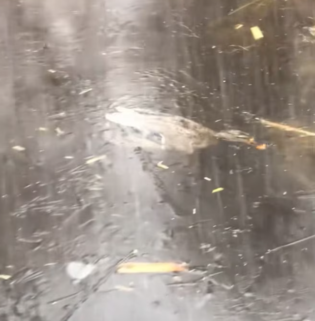 T2401013,Trapped beneath the ice struggling for breath help arrived just in time 💔 #animalrescue #wildlife