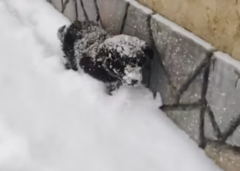 T2401014,On a freezing snowy day this little dog waited on the roadside with nowhere to go 😢 #dogrescue #winterrescue