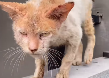 T2401016,Once weak and afraid Felix transformation shows what patience and care can do 😢 #animalrescue #transformation