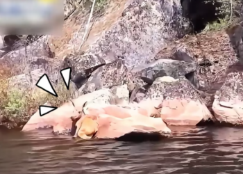 T2401017,Kind hearted people stepped in to save a helpless baby moose who could not survive alone 💔 #wildliferescue #compassion