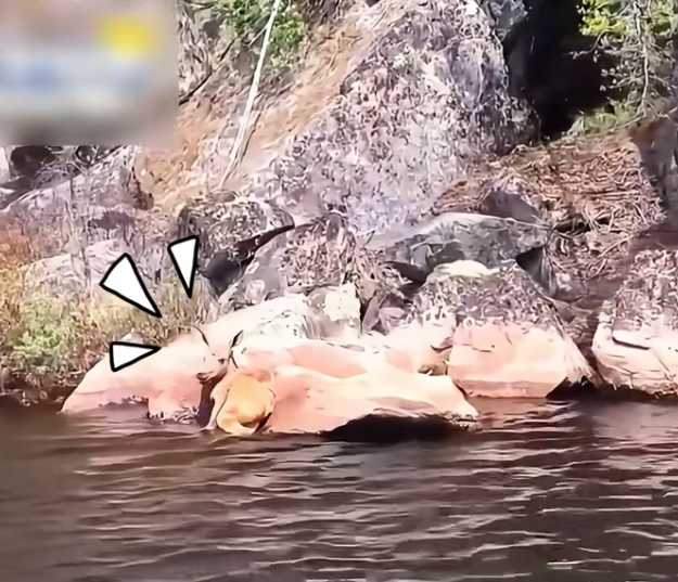 T2401017,Kind hearted people stepped in to save a helpless baby moose who could not survive alone 💔 #wildliferescue #compassion