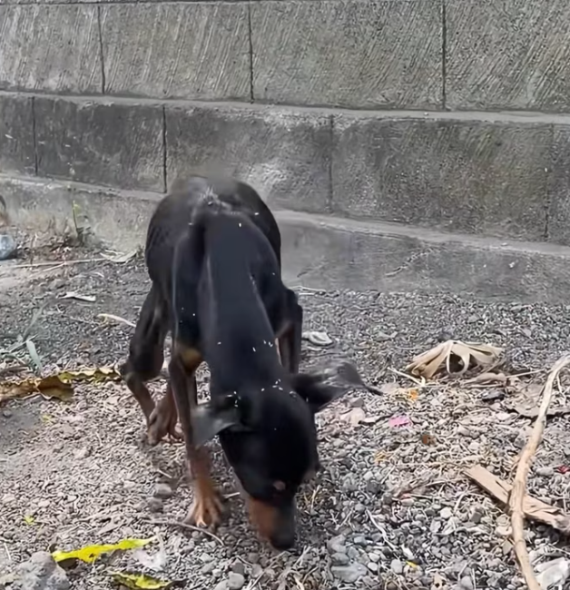 T2401018,Dumped on a busy road Penny story could have ended there but love rewrote her fate 😢 #animalrescue #hope