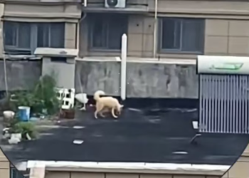 T2401019,Rescuing stray dogs is never easy but every life saved is worth the struggle 💔 #dogrescue #animalrescue