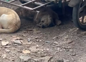 T2401020,Found living among rubbish she still searched for warmth safety and kindness 😢 #animalrescue #hope