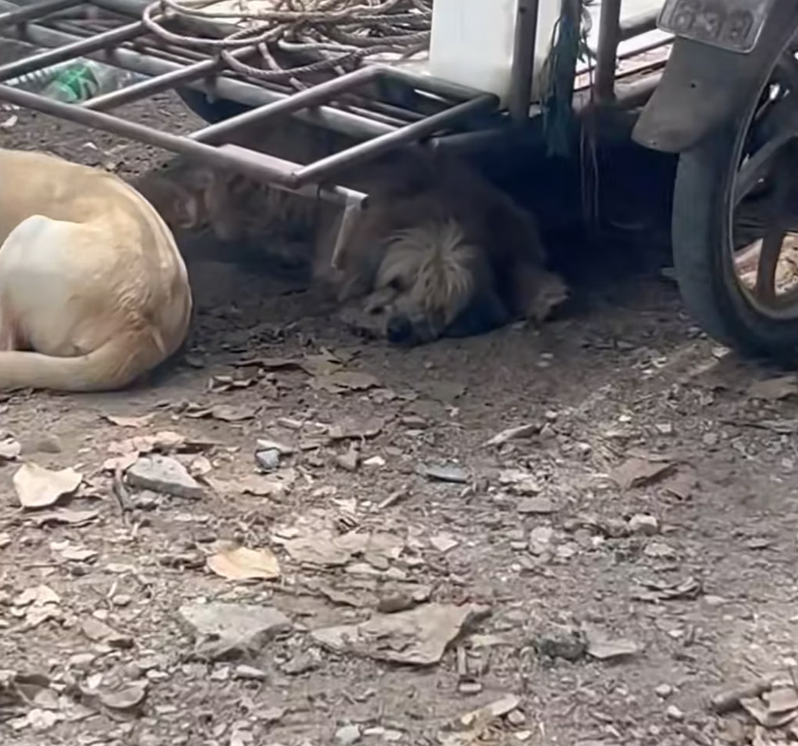 T2401020,Found living among rubbish she still searched for warmth safety and kindness 😢 #animalrescue #hope