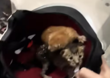 T0301027 My dog found two abandoned kittens, they were very dirty