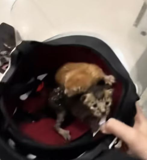 T0301027 My dog found two abandoned kittens, they were very dirty