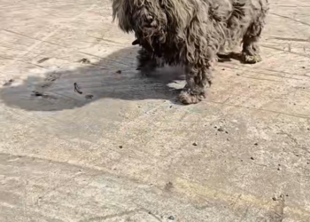 T2401021,Once a lonely stray now given a chance to be loved and protected 💔 #animalrescue #adoptdontshop