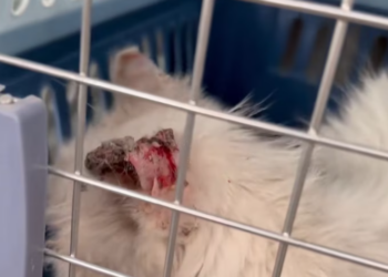 T2401023,Rescued from hardship this cat journey toward trust has just begun 💔 #animalrescue #catstory