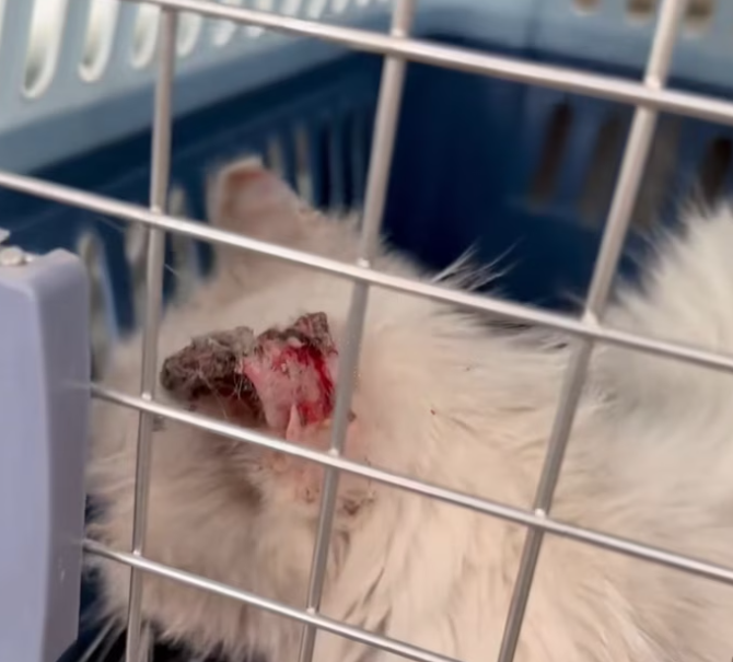 T2401023,Rescued from hardship this cat journey toward trust has just begun 💔 #animalrescue #catstory