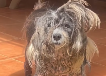 T2401024,We had never seen a rescue like this fear pain and hope crossed paths 💔 #dogrescue #animalstory