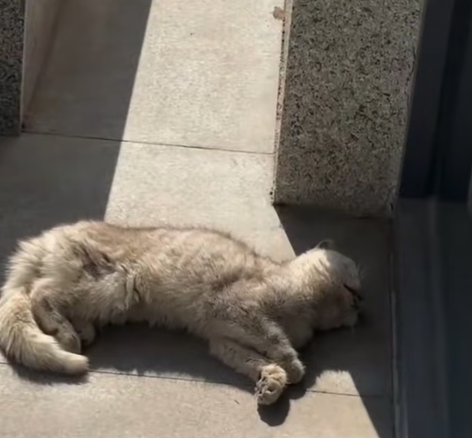 T2401025,Saved from the streets this cat was given a chance to start again 😢 #catrescue #animalhope