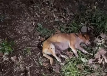 T2401026,Tatcha rescue reminds us why every life is worth fighting for 💔 #dogrescue #adoptdontshop