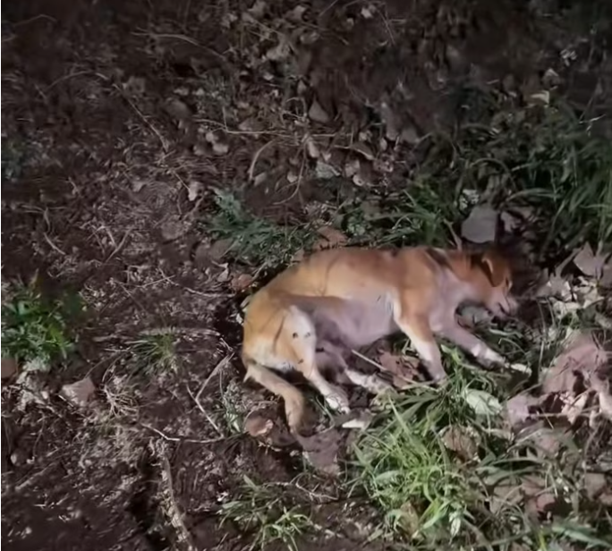 T2401026,Tatcha rescue reminds us why every life is worth fighting for 💔 #dogrescue #adoptdontshop