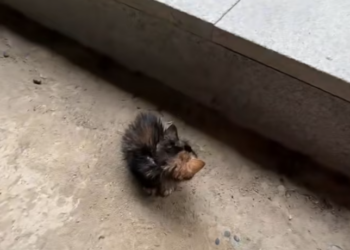 T2401027,Another rescue for Tatcha another life gently pulled back from fear 😢 #catrescue #animalcare