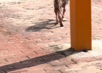 T2401028,Rescued just in time Tatcha story is one of quiet strength 💔 #dogrescue #animalrescue