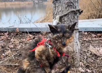 T2401030,Once struggling to survive Tatcha now knows kindness 💔 #animalrescue #catstory