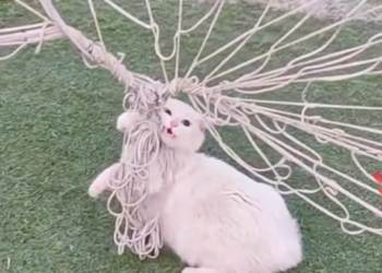 T0301028 Pain became his only companion.