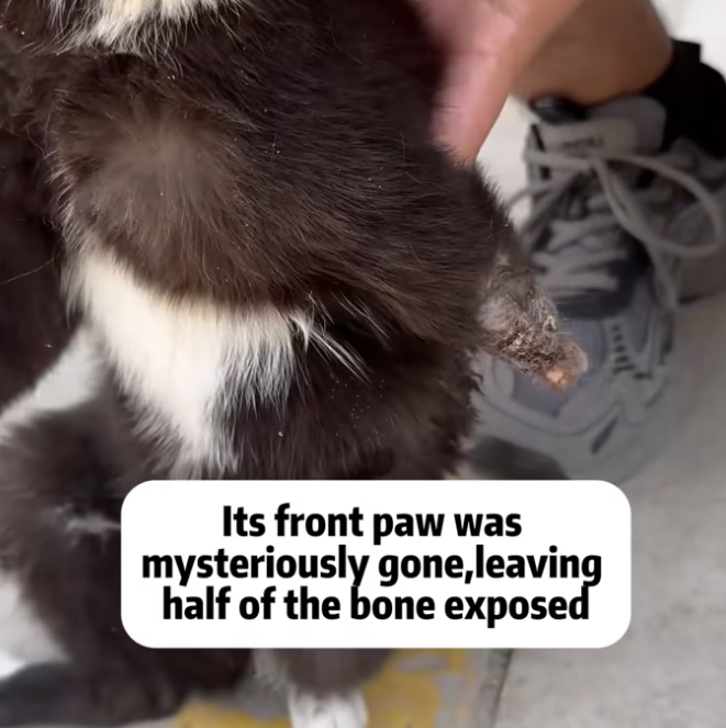 T2401031,Another rescued cat another life given a second chance 😢 #animalrescue #hope