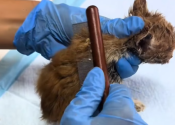 T2401032,Multiple rescued cats each with a story of pain slowly turning into trust 💔 #animalrescue #cats