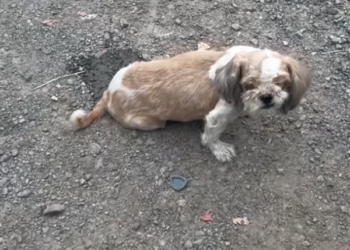 T2401033,Hit by a car and left in unbearable pain survival depended on compassion 💔 #dogrescue #animalstory