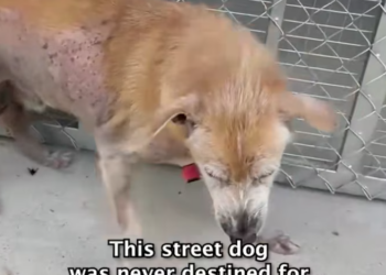 T2401035,From street survivor to beloved old soul his journey was not easy 💔 #dogrescue #animalstory