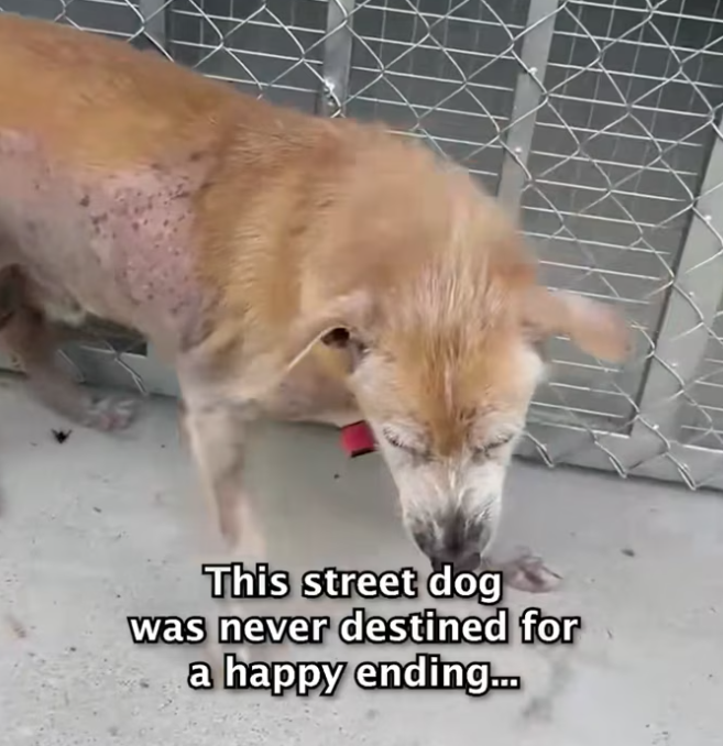 T2401035,From street survivor to beloved old soul his journey was not easy 💔 #dogrescue #animalstory