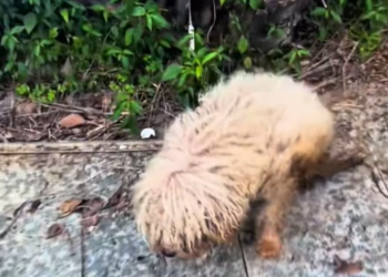 T2401036,Rescued from the streets this dog now walks toward a gentler future 😢 #animalrescue #hope