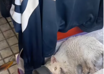 T2401037,A poor stray cat rescued just before fear took everything away 💔 #catrescue #animalcare