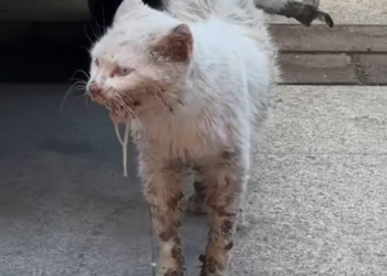 T2401038,Another stray cat saved from danger given a reason to trust again 😢 #animalrescue #catstory