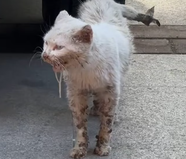 T2401038,Another stray cat saved from danger given a reason to trust again 😢 #animalrescue #catstory