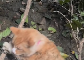 T2401039,Abandoned and alone this cat rescue changed everything 💔 #animalrescue #hope