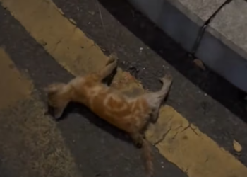 T2401040,Saved from the streets this stray cat finally found kindness 😢 #animalrescue #compassion