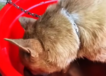 T2401041,No name no story recorded but this life still mattered 💔 #animalrescue #forgotten