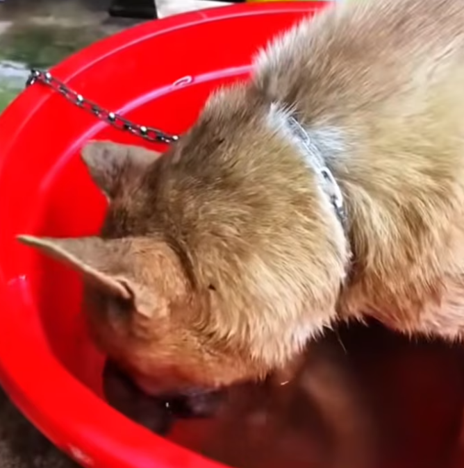 T2401041,No name no story recorded but this life still mattered 💔 #animalrescue #forgotten