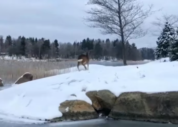 T2401042,Just numbers to some but a fragile life that needed help 😢 #animalrescue #hope