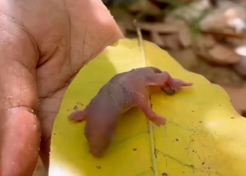 T2401043,Unseen and unheard yet still deserving of care 💔 #animalrescue #compassion