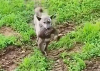 T2401044,Another silent life waiting for kindness 💔 #animalrescue #saveanimals