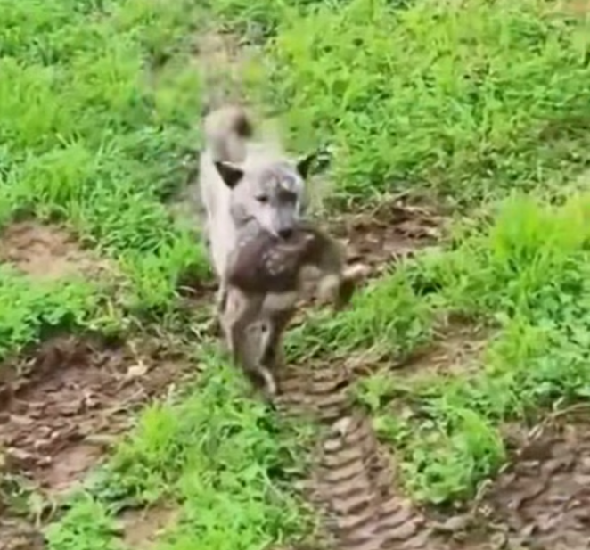 T2401044,Another silent life waiting for kindness 💔 #animalrescue #saveanimals