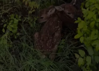 T2401045,This story was never told but the pain was real 😢 #animalrescue #kindness