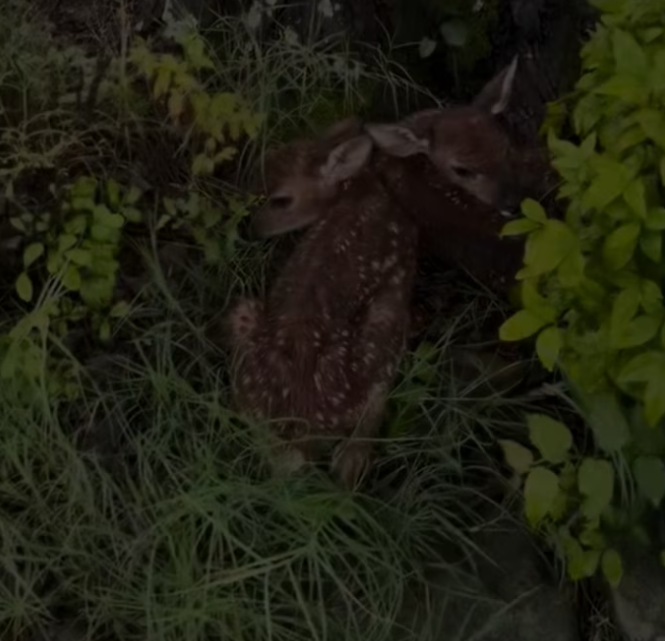 T2401045,This story was never told but the pain was real 😢 #animalrescue #kindness