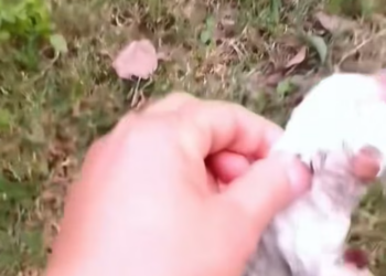 T2401046,No caption could explain what this life endured 💔 #animalrescue #hope