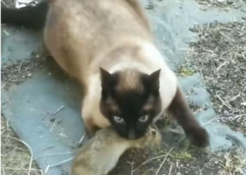 T2401047,Unknown to many but not without value 😢 #animalrescue #compassion