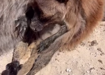 T2401050,A baby kangaroo rescued and given another chance at life 💔 #wildliferescue #hope